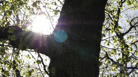 Sunlight through tree in a park in Manchester