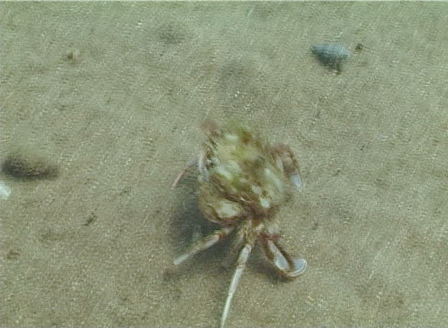 Fauna of the Black Sea. Ukraine. Swimming crab (Macropipus holsatus)