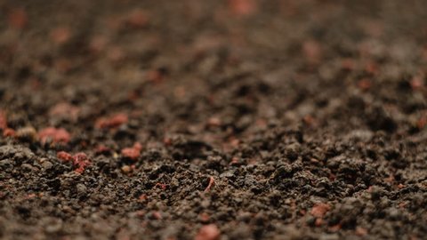 Germinating Seed Growing in Ground Agriculture Spring Summer Timelapse. Seed Macro Time Lapse Growing - New Life - 4K