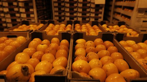 Large warehouse storage of fruits and vegetables. Transportation of fruit in boxes in stock. Crates of sweet persimmon. Many fresh fruits persimmons.