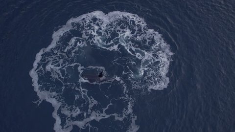 Aerial view of Killer whale hunting with killer loop in Norway