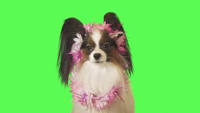 Beautiful dog Papillon in a garland of flowers shakes his head on green background stock footage video