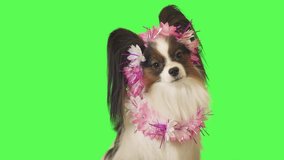Beautiful dog Papillon in a garland of flowers is talking to the camera on green background stock footage video