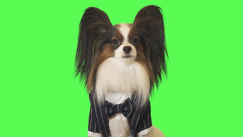 talking bow tie for dogs