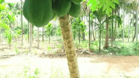 This Video shows a tree full of raw greenish papaya.