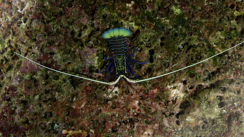 Painted spiny lobster, Panulirus versicolora juvenile male  is hiding in a cave, Raja ampat, Indonesia
