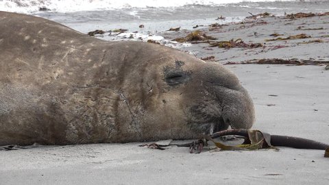 Male Southern Elephant Seal suddenly attacks the photographer on Sea Lion Island, Falkland Islands