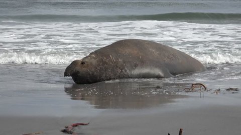 Male Southern elephant seal rests in the surf on Sea Lion Island, Falkland Islands