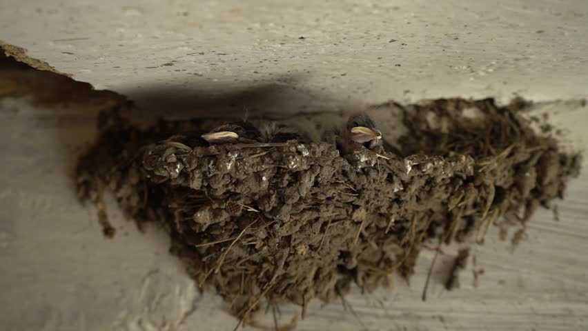 Newborn swallows in the nest. Three little birds. Swallow wide opens yellow beak. Hungry chicks. Children are waiting for the mother with food. Nest under the roof of the house.