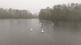 Aerial view of a flock of swimming swans in the foggy lake. 4K Video