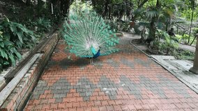 Male peacock spread his beautiful colorful tail to flirring female for mating