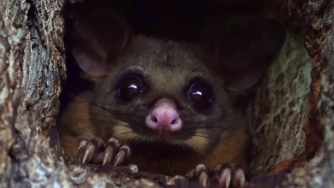 Cute possum inside a tree hole