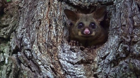 Cute possum inside a tree hole