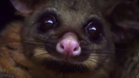 Close up of Australian possum
