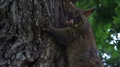 Australian possum in a tree (marsupial)