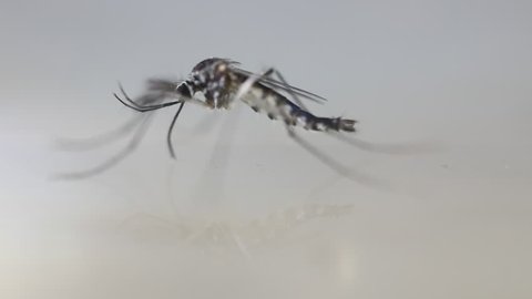 Anopheles sp. is a species of mosquito in the order Diptera, Anopheles sp. in the water for education.

