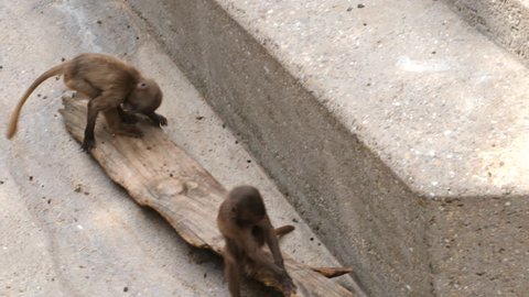 Two baby bleeding heart monkeys, also called gelada baboons, play on a piece of wood.