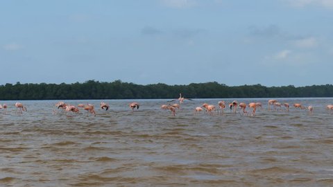 Flamingos in a lagoon