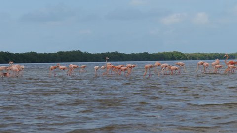 Flamingos in a lagoon