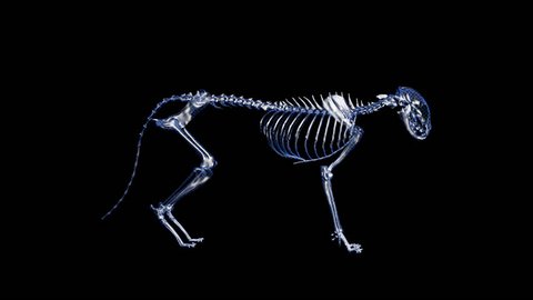 X-ray Feline Cat Looped Alpha Channel Included