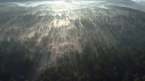 Sunrise in the misty forest. Marvelous view of flying over pine forest in the morning. There is magical fog all the way to the horizon. Aerial shot, 4K - Powered by Shutterstock - Get 15% off with code: PIKWIZARD15