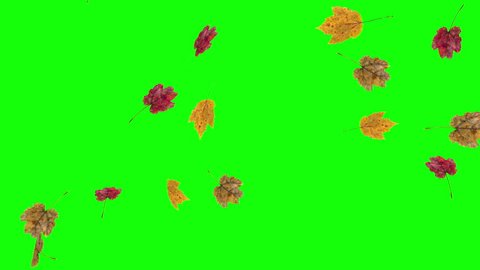 Autumn or fall leaves falling on green screen background.