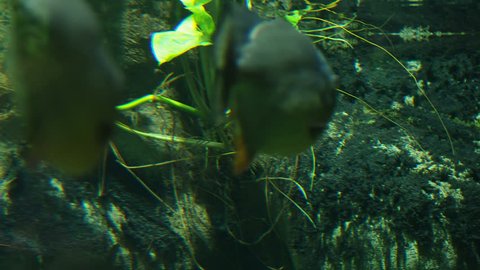 Red-bellied piranha, also known as the red piranha, Pygocentrus nattereri.