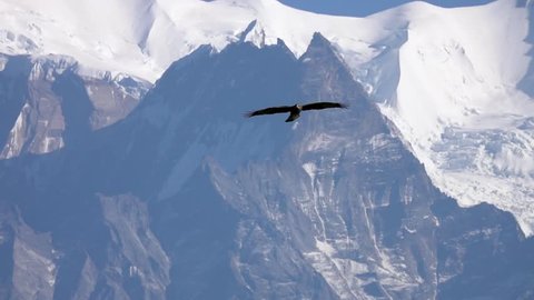 Big Eagle Bird Flying Over Himalayan Mountain Range