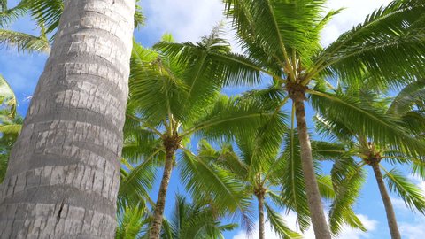 SLOW MOTION: Towering vivid green palm tree canopies rustling in the gentle summer wind blowing along the exotic coast in Cook Islands. Idyllic view of lush palms on a sunny day in French Polynesia.
