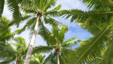 BOTTOM UP: Vivid palm tree canopies stretch out into the clear blue skies in breathtaking Cook Islands. Idyllic view of palm treetops rustling in the breeze on a perfect sunny day on tropical beach.