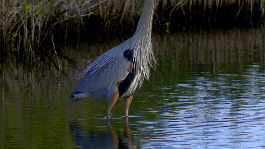 Nice close-up of Great Blue Heron standing in water after sunset - camera tilts up from water