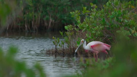 Roseate Spoonbill standing silently in wetlands bushes