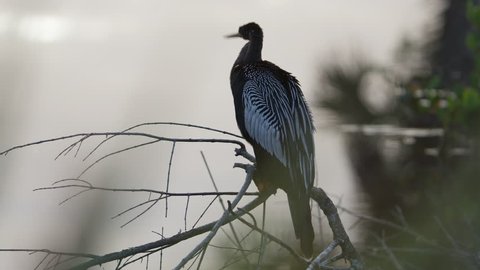 Anhinga (cormorant) perched on a dead branch