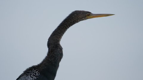 Anhinga (cormorant) perched on a dead branch