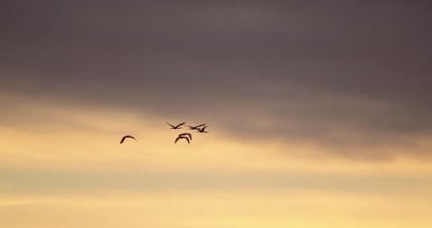 A gorgeous shot of a flock of Spoonbill birds flying in slow motion at sunset with beautiful clouds and golden hour sky