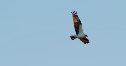 Osprey hawk soaring through beautiful sunset sky with nice clouds. Slow Motion. Dives and goes out of frame as it hunts for prey