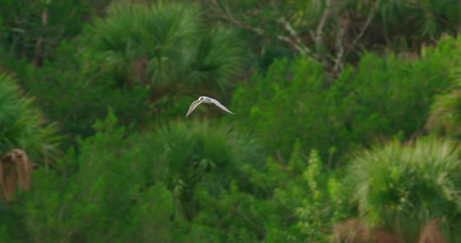 Forster??s Tern flying low to ground in slow motion in a Florida wetland marsh