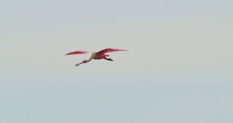 Spectacular shot of a Roseate Spoonbill flying towards the camera in slow motion. Nice empty sky with no clutter.