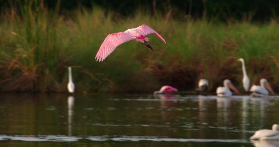 Spectacular shot of a Roseate Spoonbill flying low through a wetlands marsh in slow motion.
