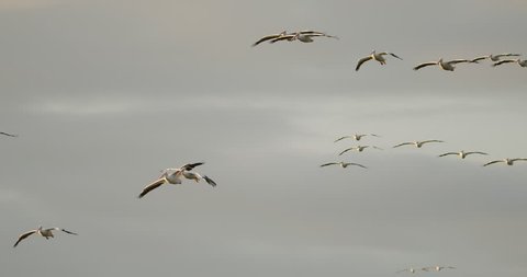 Nice group of white pelicans soaring together in formation in slow motion at sunset with nice golden hour lighting