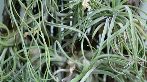 Many different varieties of tillandsia aerial closeup. Camera movement, shallow depth of field, real time, indoors