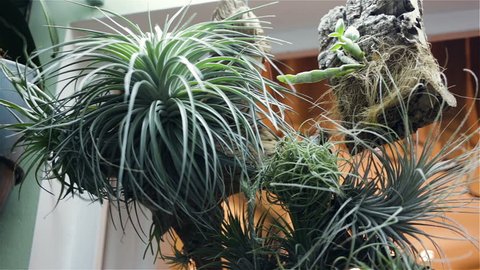 Different varieties of air tillandsia are fixed on a branch under artificial illumination (gas-discharge fluorescent lamp). Close-up, camera movement, real time, indoors, private collection, low angle