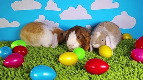 Easter animals animal guinea pig rabbits animals together
