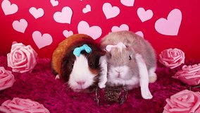 Valentine s day cute animals animal pets pet, lop rabbit guinea pig