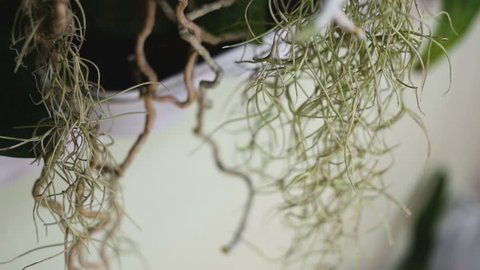 Tillandsia usneevidnaya and long twisted roots of the Orchid type Wanda.  Tillandsia is fixed on a wine cork, it increases humidity around the roots of orchids. Close-up, camera movement, real time, i