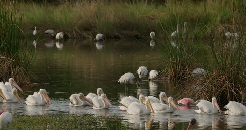 Dozens of White Pelicans and Spoonbills swimming through a wetlands pond feeding on fish at sunset in slow motion as other bird fly through the shot.