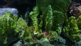 Close up beautiful fish (Clown Anemonefish) in the aquarium on decoration of aquatic plants background.