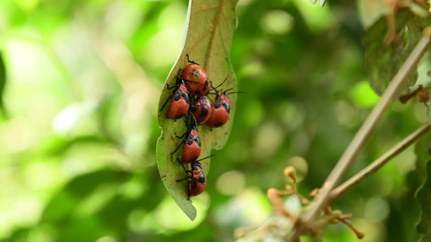 Pair of ladybugs on the leaves