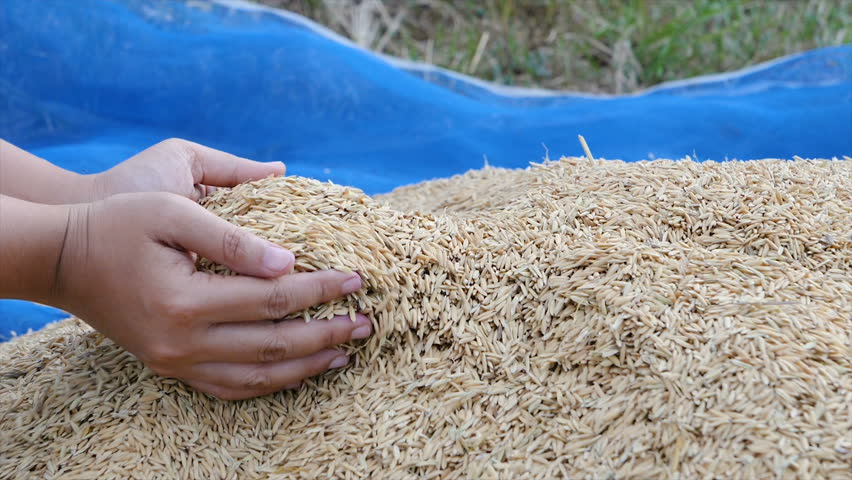 Slow motion hands of woman picking nature dry rice from the farm

