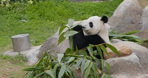giant panda bear eating bamboo Stock Footage Video (100% Royalty-free ...